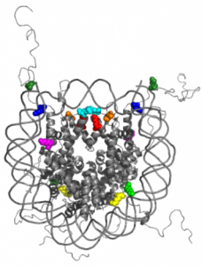 Histone - Poirier