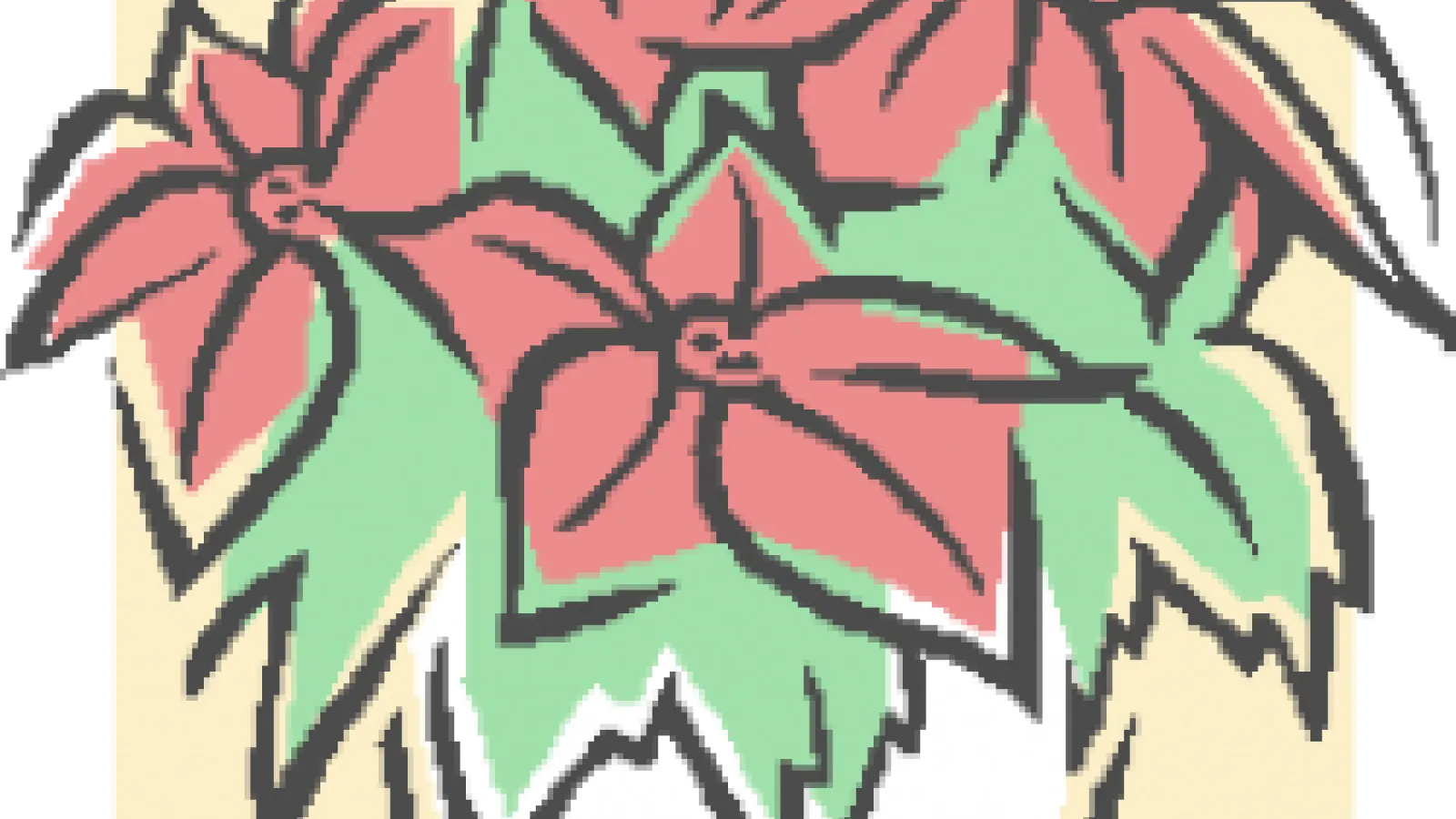 Poinsettia flowers.