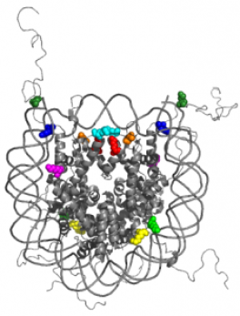 Histone - Poirier