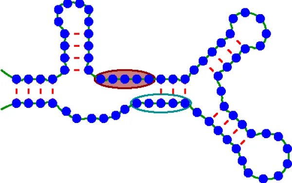 RNA protein