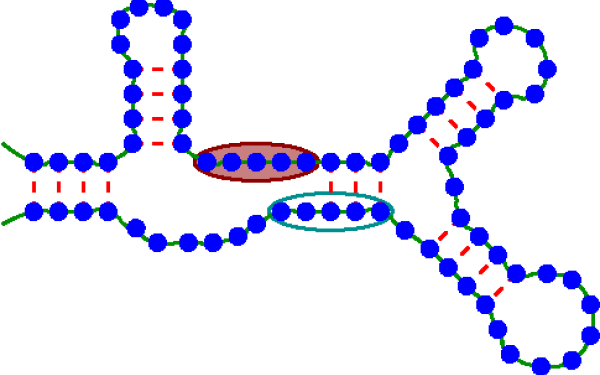 RNA protein