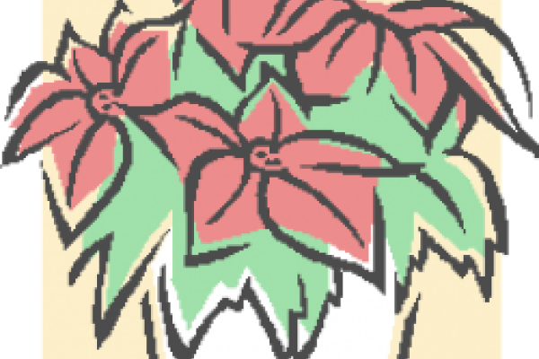 A graphic of poinsettia flowers.