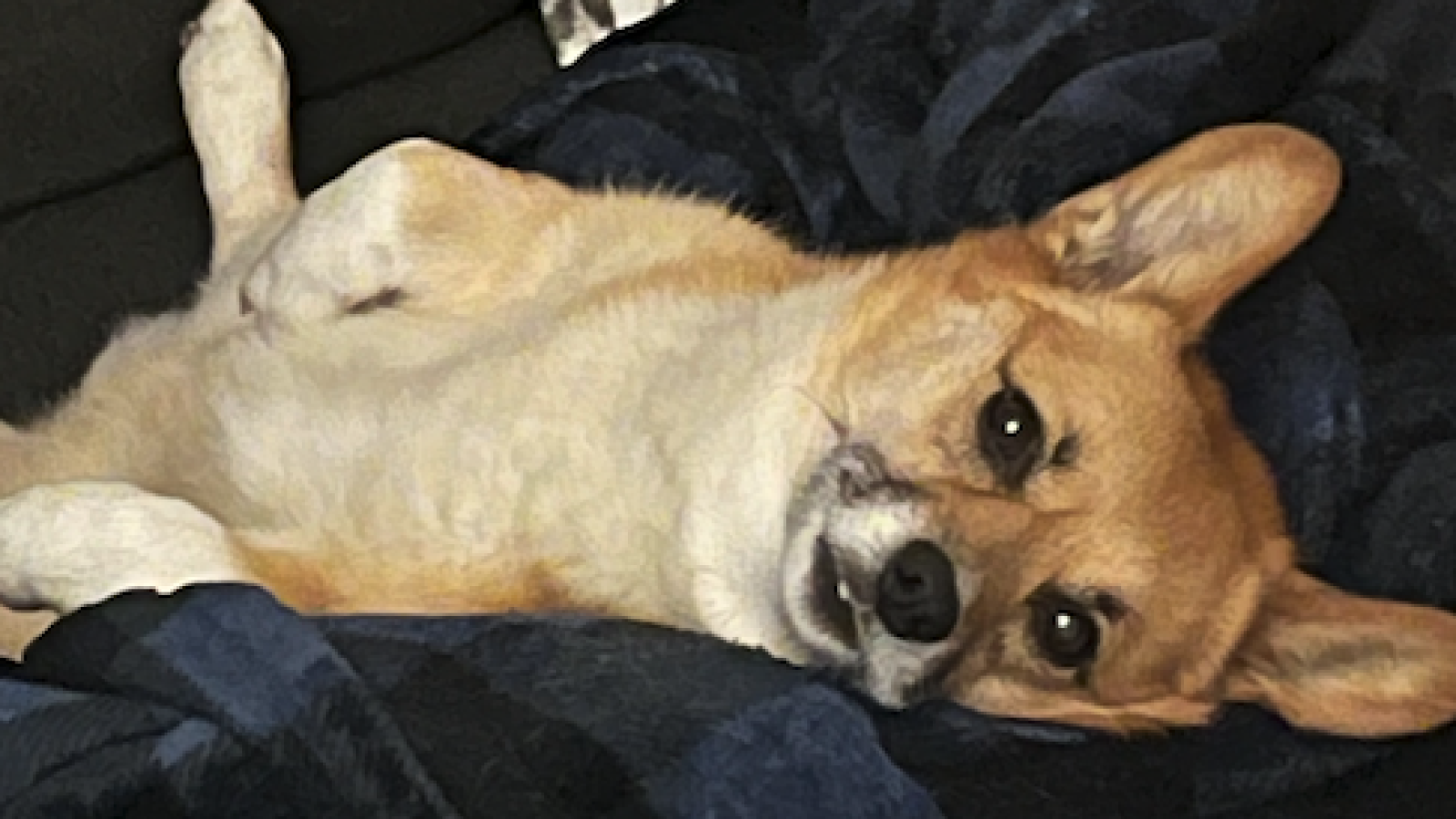 Picture of my dog Elle