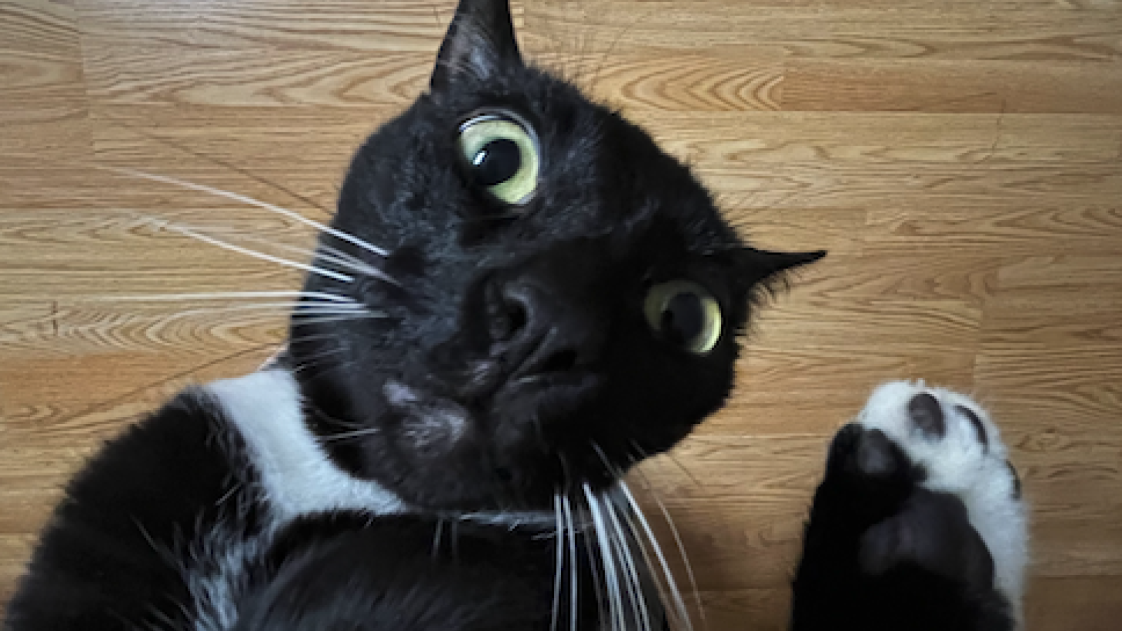 Picture of my cat Pepe