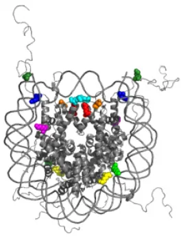 Histone - Poirier