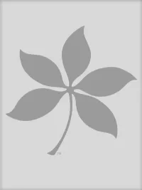Buckeye Leaf